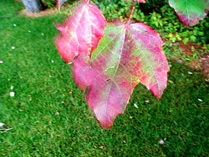 leaf, grass, season change