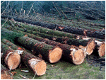 mature white pines are no match for a logging machine