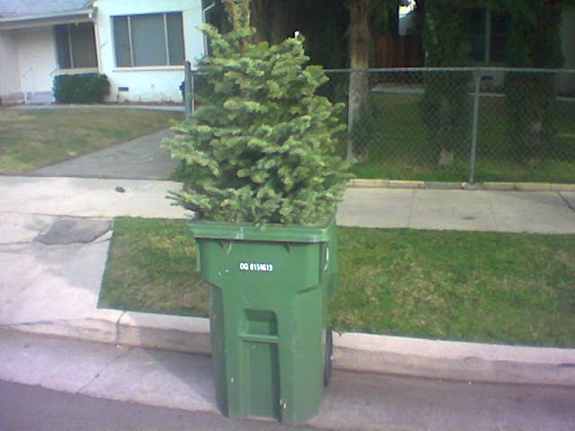 xmastree.jpg